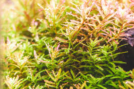 Image result for Rotala submersa