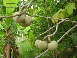 Image result for Aleurites