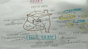 Maybe you would like to learn more about one of these? Heart External Features 4 Posterior View Tcml Youtube