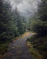 Itap Of A Scottish Forest In August Itookapicture Forest Photography Beautiful Places Forest