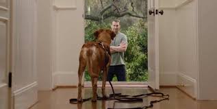 Rally, bat, puppy development, engagement, play, obedience, tracking, agility. 8 Best Online Dog Training Courses Dog Care For 2021