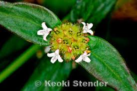 Image result for Spermacoce kirkii