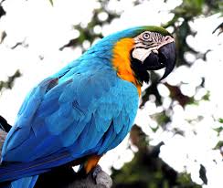 Animal Bird Close Up Colorful Colourful Macaw Macro Parrot Wildlife Pet Birds Animals Macaw