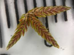 Image result for Cyperus tenuispica