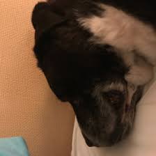 Trouvez des images de stock de montpellier france june 20 2016 montpellier en hd et des millions d'autres photos, illustrations et images vectorielles de stock libres de droits dans la collection shutterstock. Chiens A Salon De Provence Emprunte Mon Toutou