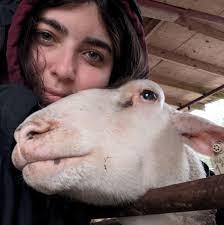 What items can be donated to the animal shelter?