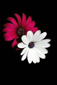 Gerbera Daisies Beautiful Flowers Wallpapers Flower Phone Wallpaper Flower Photos