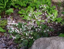 Image result for Galiniera saxifraga