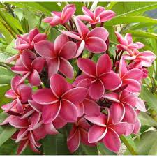 Pin On Plants To Buy
