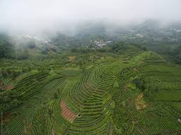 Actually, meijiawu village used to be unknown for a long time. Aerial View Of Tea Plantation In Sichuan China By Bo Bo Stocksy United