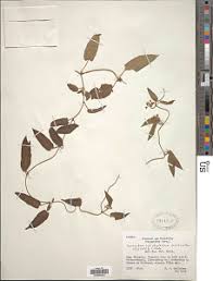 Image result for Cyphia brachyandra