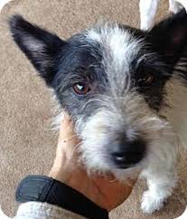 Country of origin the wire fox terrier's history is mostly unknown. Black And White Wire Haired Terrier Off 75 Www Usushimd Com