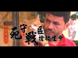 微視蘋 不怕槍砲冒死救貓阿勒坡貓人故事 台灣蘋果日報 槍 死 日報