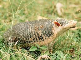 Giant Armadillo Endangered Animals List Our Endangered Animals Konica Minolta Endangered Animals Most Endangered Animals Unusual Animals