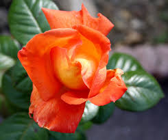Die edelrose 'louis de funès'® (rosa) ist eine reichblühende rose, die im garten eine besondere rolle spielt. Rose Louis De Funes Photo Et Image Fleurs Roses Nature Images Fotocommunity