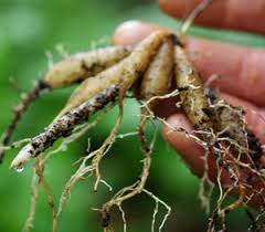 Image result for Asparagus racemosus