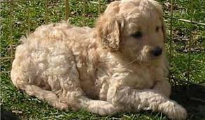 Within the past few years, goldendoodle puppies have become one of the most famous crossbred dogs in the world. Breeders California Usa