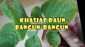 Tambah volume pokok ati ati colius. Khasiat Pokok Bangun Bangun Youtube