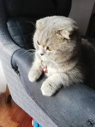 kedi ilanlari dost patiler kedi kopek dunyasi kedi ve kopekler icin her sey