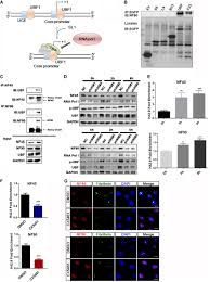 Main item / product no. Nf45 Nf90 Mediated Rdna Transcription Provides A Novel Target For Immunosuppressant Development Embo Molecular Medicine