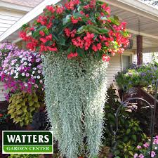 Not only does it create a larger mass to catch the eye, but it also nothing gives more visual interest and beauty to hanging baskets and container plantings than trailing plants. 8 Colorful Plants For Hanging Baskets Signals Az