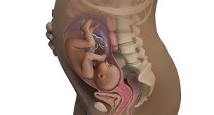 Your Pregnancy At 31 Weeks Babycentre Uk
