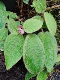 Image result for Melhania prostrata