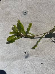 Image result for Potamogeton crispus