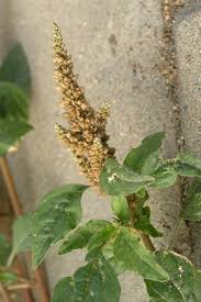 Image result for Amaranthus deflexus
