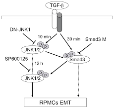 Mesothelial cells also have microvilli . Plos One A Crosstalk Between The Smad And Jnk Signaling In The Tgf B Induced Epithelial Mesenchymal Transition In Rat Peritoneal Mesothelial Cells