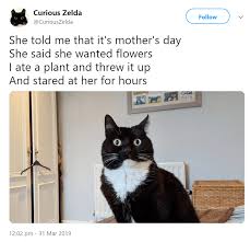 Curious Zelda Tweets Funny Limericks From Her Daily Life Cat Poems Dumb Cats Cat Quotes Funny
