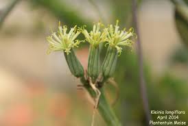 Image result for Kleinia longiflora
