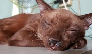 It can also infect cats, rabbits and, in rare cases, humans. Sneezing And Upper Respiratory Disease In Cats Petcoach