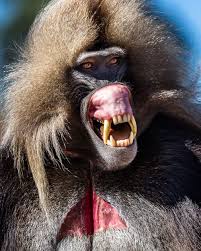 He turned to look at me and smiled for a moment. These Baboons Do A Creepy Lip Flip To Intimidate Others