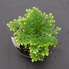 Image result for Selaginella kraussiana
