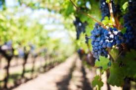 Reservations can be made by calling 800.427.4124, or can be made online. San Francisco To Napa Valley The Very Best Ways