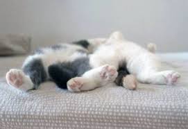 ya psihologiya izoterika 1 lyubiteli koshek ya lyublyu koshek detenyshi zhivotnyh