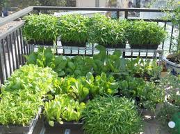 Image result for RAU MẦM CẢI XANH
