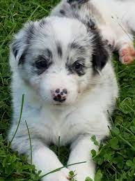 Pin On Puppies For Sale