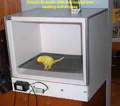 Hand Rearing Baby Parrot Part 1 The Feeding