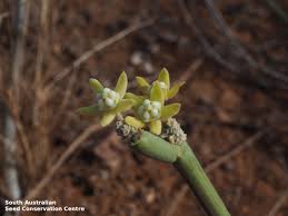 Image result for Cynanchum viminale