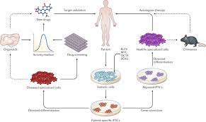 Induced Pluripotent Stem Cells In Disease Modelling And Drug Discovery Nature Reviews Genetics