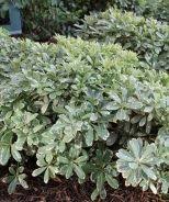 Pittosporum Tobira Monrovia Mock Orange Shade Plants Plant Catalogs