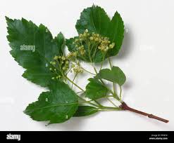 Image result for Aceraceae