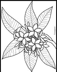 Monday thru wednesday tropical flowers themed hourly schedule. Welcome To Dover Publications Flower Drawing Tree Drawing Tropical Flowers Drawing