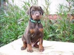 We are professionals in our fields; Best Doberman Breeders In Texas 2021 We Love Doodles