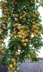 A fig tree can be grown indoors or outdoors. Ana Luiza Mattana Adli Kullanicinin Fruits From Around The World Panosundaki Pin Bi Tki Meyve Bahcesi Meyve Agaclari