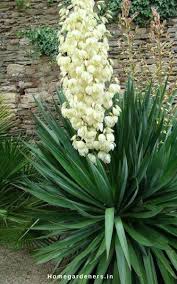 Yucca Plants Caring Why Do People Think Yucca Plant Is A Good Idea Yucca Plant Yucca Plant Care Plants