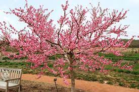 Questa pianta è originaria delle zone meridionali dell'europa e dell'asia occidentale. Alberi Da Fiore Alberi Alberi Con Fioritura