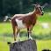 Image of How long are goats pregnant?